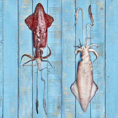 Two raw fresh squids on a wooden board. clipart