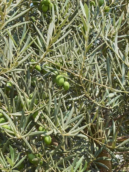 Green olives in a olive tree branch. — Stock Photo, Image