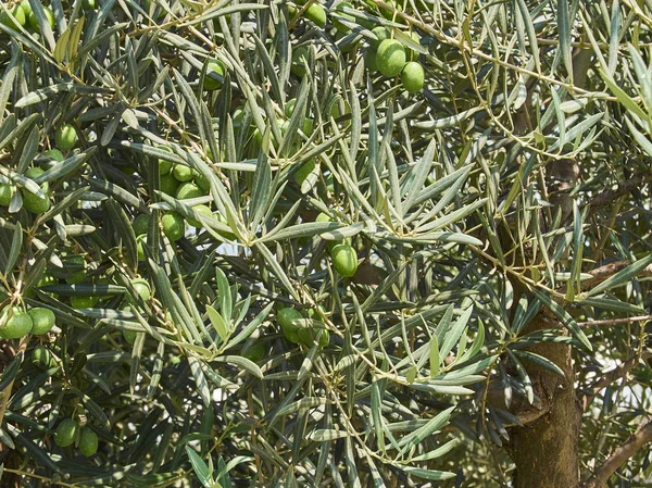 Groene olijven in een tak van de olijfboom. — Stockfoto