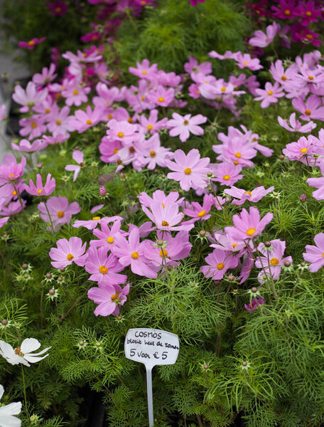 красивые розовые цветы