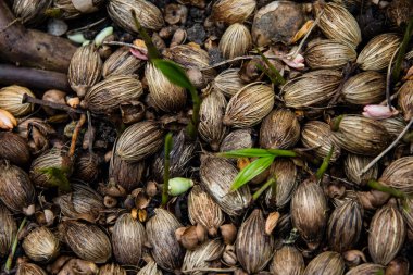 palmiye ağacı tohumları