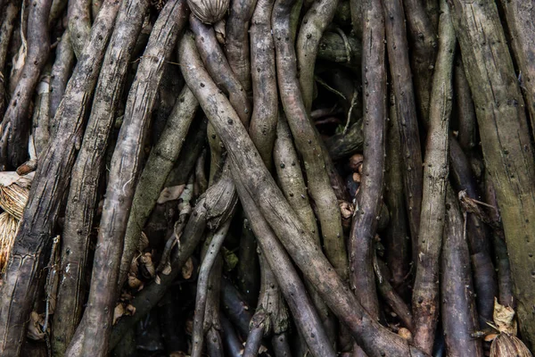 Palmiye Ağaç kökleri