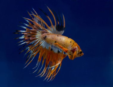 Mavi bir arka planda daha iyi