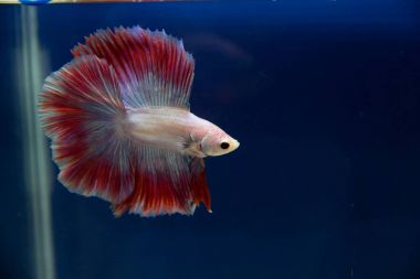 Siyam mücadele balık