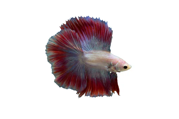 戦闘の betta の魚 — ストック写真