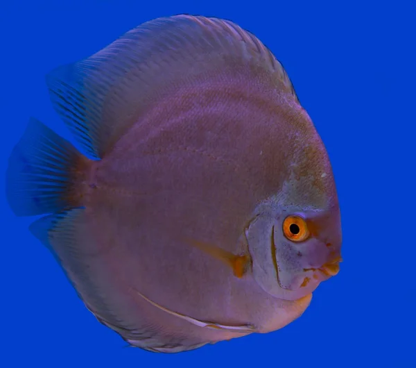 Mavi bir arka plan Discus balık — Stok fotoğraf