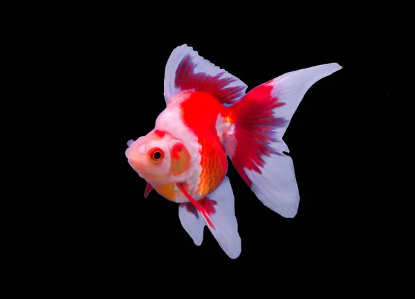 Beyaz bir arka planda izole goldfish — Stok fotoğraf