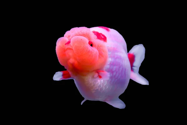 Goldfish isolated in a white background — Stock Photo, Image