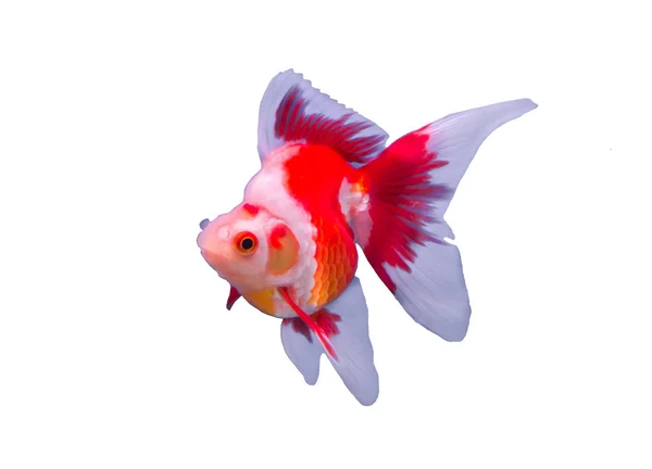 Goldfisch isoliert vor weißem Hintergrund — Stockfoto