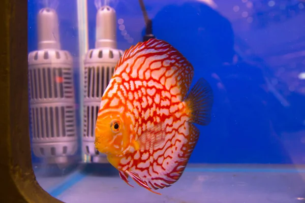 Discus in een tank — Stockfoto