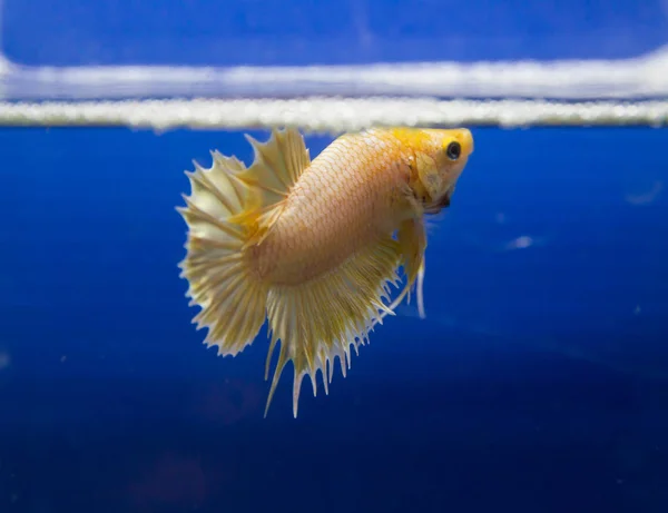 Betta op een blauwe achtergrond — Stockfoto