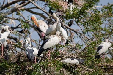 Leylek yuvası, boyalı Bangkok kentsel