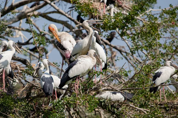 Leylek yuvası, boyalı Bangkok kentsel