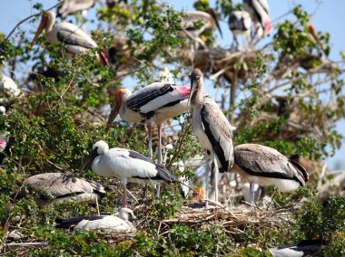 Leylek tarama ağacı üzerinde boyalı