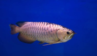 Asya altın Arowana balığı