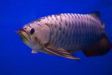 Asya altın Arowana balığı