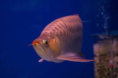 Asya arowana balığı