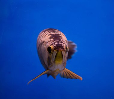 Asya altın Arowana balığı