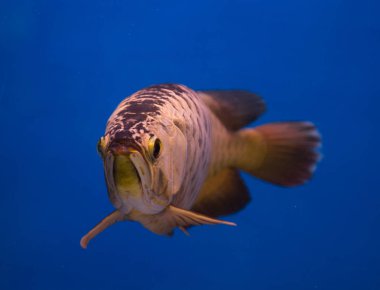 Asya altın Arowana balığı