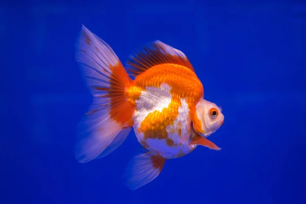 Золотая рыбка на синем фоне — стоковое фото