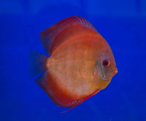 Рыба-диск на голубом фоне — стоковое фото