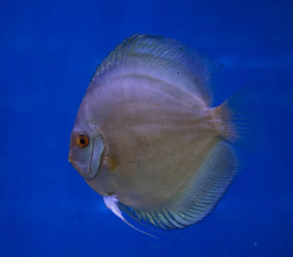 Ψάρια Discus σε μπλε ΦΟΝΤΟ — Φωτογραφία Αρχείου