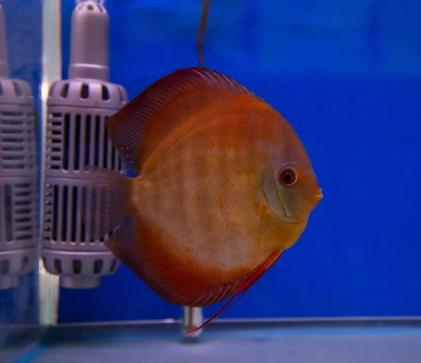 Discus vissen in een blauwe achtergrond tank — Stockfoto