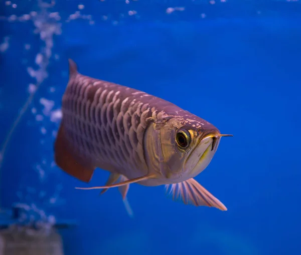 Ασίας χρυσό ψάρι Arowana — Φωτογραφία Αρχείου