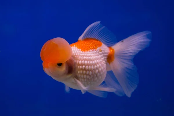 Pérola Escalas Goldfish — Fotografia de Stock