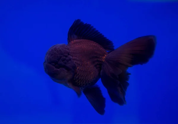 Poisson rouge dans un fond bleu — Photo