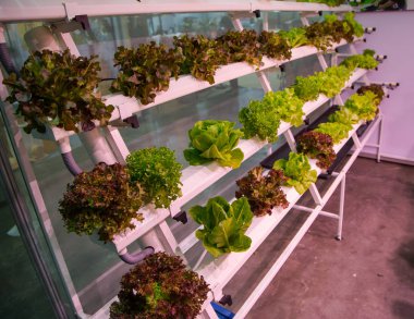 Organik Hydroponic Bahçe