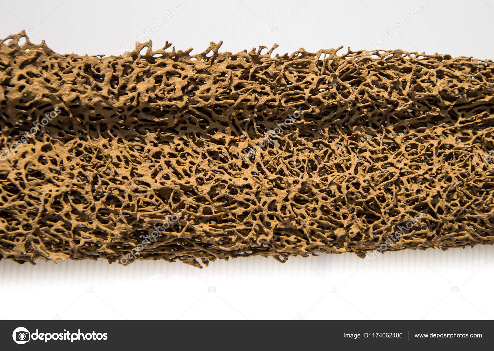 Mangiato da termiti del legno — foto stock © isampuntarat@gmail.com ... Termiti del legno