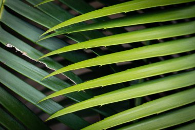 palmiye yaprağı yakın çekim 