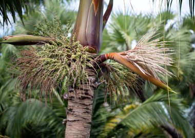 Bud palmiye çiçeği