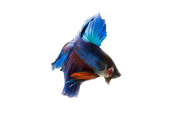 Blue and Red Fighting Fish in white background. — Stock Photo, Image