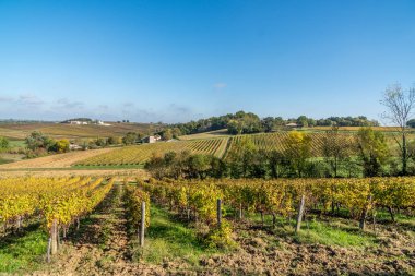 Saint-Emilion çevresinde üzüm bağları tepeleri üzüm ile üzerinde sonbahar günbatımı