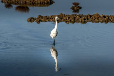 Alphonse'un rese bataklıkta aracılığıyla beyaz ak balıkçıl elini kolunu sallaya dönüyor