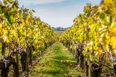 Saint-Emilion çevresinde üzüm bağları tepeleri üzüm ile üzerinde sonbahar günbatımı