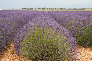 çiçekli lavanta alan Provence Fransa