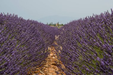 çiçekli lavanta alan Provence Fransa