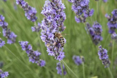 çiçekli lavanta alan Provence Fransa