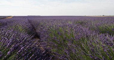 çiçekli lavanta alan Provence Fransa