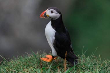 Martı uçuruma Faroe Adaları'Mykines adasının üzerinde