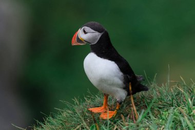 Martı uçuruma Faroe Adaları'Mykines adasının üzerinde