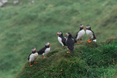 Puffins uçuruma Faroe Adaları'Mykines adasının üzerinde