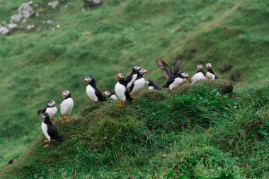 Puffins uçuruma Faroe Adaları'Mykines adasının üzerinde
