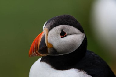 Mikines Island, Faroe Adaları Islads martı yakın çekim