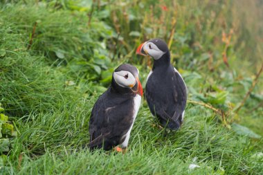 Puffins uçuruma Faroe Adaları'Mykines adasının üzerinde