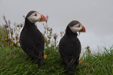 Puffins uçuruma Faroe Adaları'Mykines adasının üzerinde