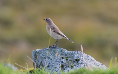 faroe Adaları, bir kayanın üzerinde ortak kahverengi serçe